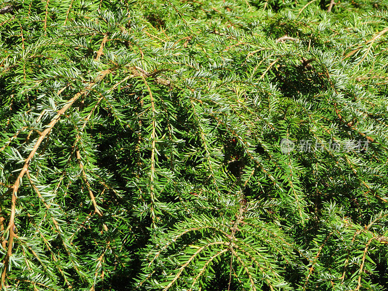 假山花园/矮针叶树、铁杉(Tsuga heterophylla)
